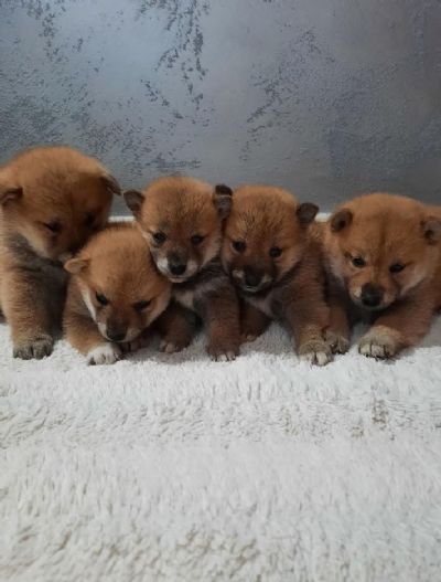 oglasi, Shiba Inu tenci